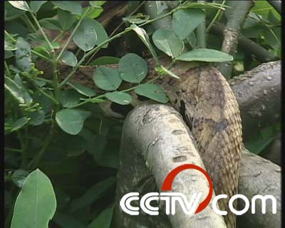 毒蛇咬人_CCTV.com_中国中央电视台