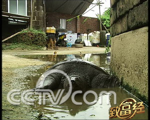 山瑞鳖难看不难卖 鳖