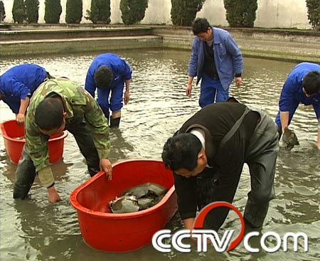 致富经养甲鱼_致富经养甲鱼_致富经养甲鱼