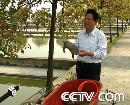 致富经养甲鱼_致富经养甲鱼_致富经养甲鱼