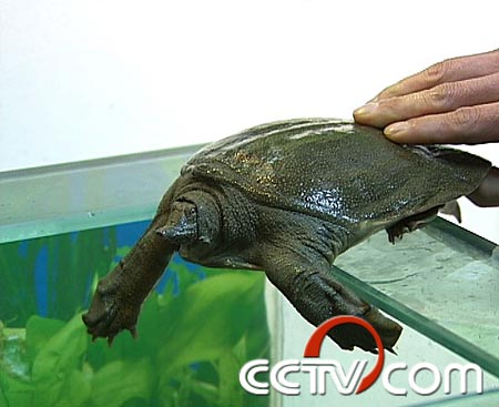 致富经养甲鱼_致富经养甲鱼_致富经养甲鱼
