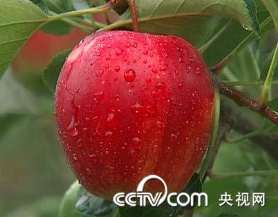 小苹果_最炫小苹果_简谱歌谱大全小苹果-圈子花园 ...